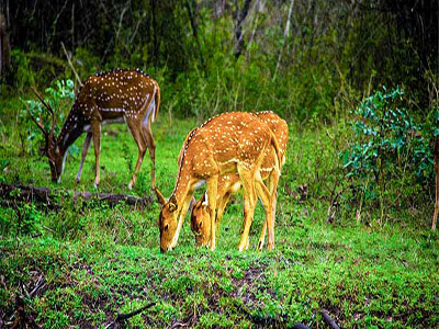 Sightseeing Tour of Mudumalai